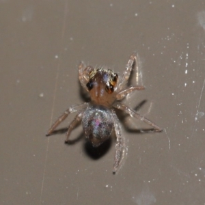 Prostheclina sp (genus) at Acton, ACT - 29 May 2020