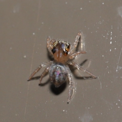 Prostheclina sp (genus) (A jumping spider) at Acton, ACT - 29 May 2020 by TimL