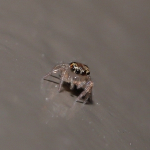 Prostheclina sp (genus) at Acton, ACT - 29 May 2020