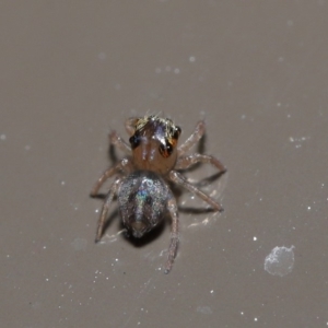 Prostheclina sp (genus) at Acton, ACT - 29 May 2020