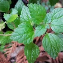 Australina pusilla subsp. muelleri (Small Shade Nettle) at Tidbinbilla Nature Reserve - 1 Jun 2020 by tpreston