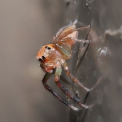 Prostheclina amplior (Orange Jumping Spider) at Acton, ACT - 29 May 2020 by TimL