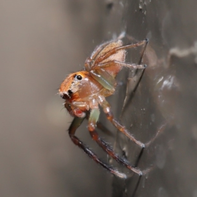 Prostheclina amplior (Orange Jumping Spider) at ANBG - 29 May 2020 by TimL