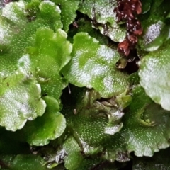 Lunularia cruciata (A thallose liverwort) at Tidbinbilla Nature Reserve - 1 Jun 2020 by tpreston