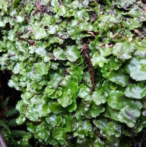 Lunularia cruciata at Paddys River, ACT - 1 Jun 2020 11:08 AM