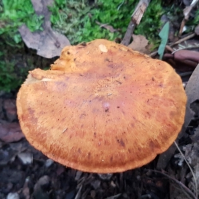 Unidentified Cap on a stem; gills below cap [mushrooms or mushroom-like] at Paddys River, ACT - 1 Jun 2020 by tpreston
