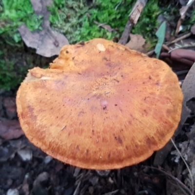 Unverified Cap on a stem; gills below cap [mushrooms or mushroom-like] at Paddys River, ACT - 1 Jun 2020 by trevorpreston