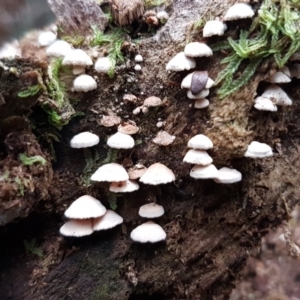 Panellus pusillus at Paddys River, ACT - 1 Jun 2020