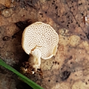 Panellus pusillus at Paddys River, ACT - 1 Jun 2020