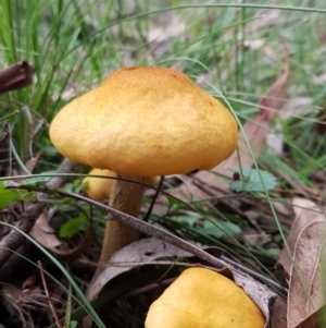 Armillaria luteobubalina at Paddys River, ACT - 1 Jun 2020