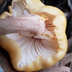 Armillaria luteobubalina at Paddys River, ACT - 1 Jun 2020