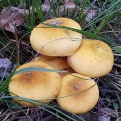 Armillaria luteobubalina at Paddys River, ACT - 1 Jun 2020