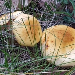 Armillaria luteobubalina at Paddys River, ACT - 1 Jun 2020