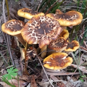 Armillaria luteobubalina at Paddys River, ACT - 1 Jun 2020