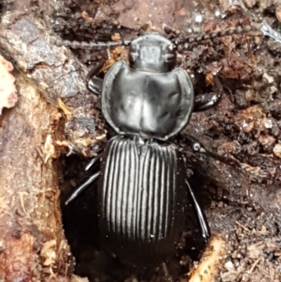 Cardiothorax monarensis (Darkling beetle) at Tidbinbilla Nature Reserve - 1 Jun 2020 by tpreston