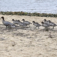 Chenonetta jubata (Australian Wood Duck) at Belconnen, ACT - 25 May 2020 by AlisonMilton