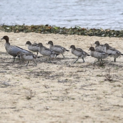 Chenonetta jubata (Australian Wood Duck) at Lake Ginninderra - 25 May 2020 by AlisonMilton