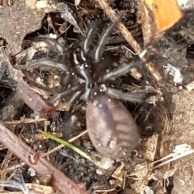 Paraembolides sp. (genus) (A funnel-web spider) at Paddys River, ACT - 1 Jun 2020 by trevorpreston