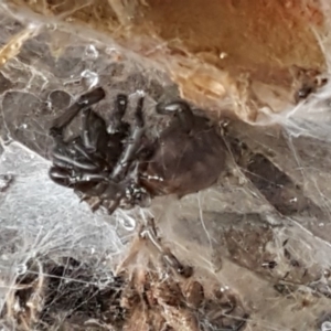 Paraembolides sp. (genus) at Paddys River, ACT - 1 Jun 2020