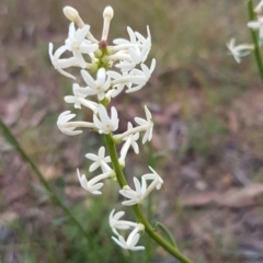 Stackhousia monogyna (Creamy Candles) at Paddys River, ACT - 1 Jun 2020 by trevorpreston