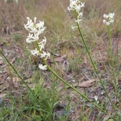 Stackhousia monogyna at Paddys River, ACT - 1 Jun 2020