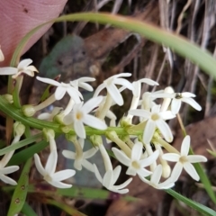 Stackhousia monogyna at Paddys River, ACT - 1 Jun 2020