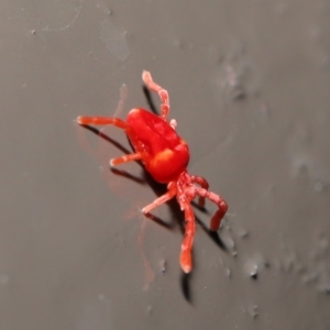 Trombidiidae (family) at Acton, ACT - 31 May 2020 12:41 PM