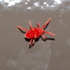 Trombidiidae (family) at Acton, ACT - 31 May 2020