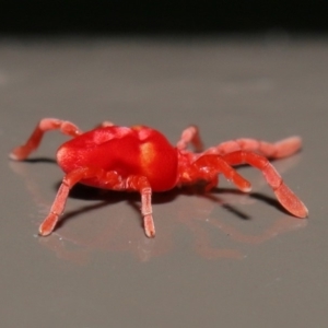 Trombidiidae (family) at Acton, ACT - 31 May 2020 12:41 PM