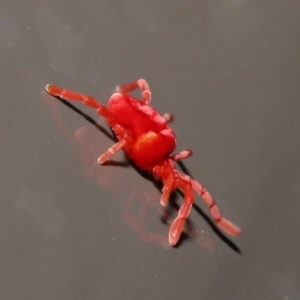 Trombidiidae (family) at Acton, ACT - 31 May 2020