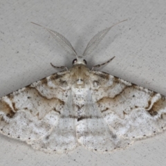 Syneora hemeropa (Ring-tipped Bark Moth) at Lilli Pilli, NSW - 28 May 2020 by jb2602