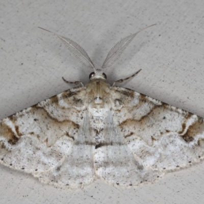 Syneora hemeropa (Ring-tipped Bark Moth) at Lilli Pilli, NSW - 28 May 2020 by jbromilow50