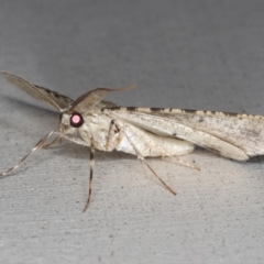 Syneora hemeropa at Lilli Pilli, NSW - 28 May 2020