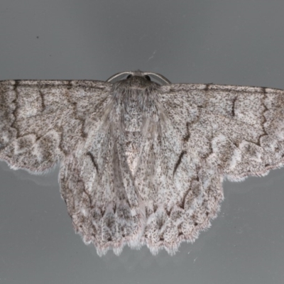 Crypsiphona ocultaria (Red-lined Looper Moth) at Lilli Pilli, NSW - 28 May 2020 by jb2602