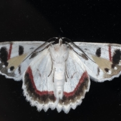 Crypsiphona ocultaria at Lilli Pilli, NSW - 28 May 2020