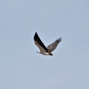 Haliaeetus leucogaster at Wallagoot, NSW - 31 May 2020