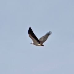 Haliaeetus leucogaster (White-bellied Sea-Eagle) at Bournda Environment Education Centre - 31 May 2020 by RossMannell