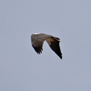 Haliaeetus leucogaster at Wallagoot, NSW - 31 May 2020