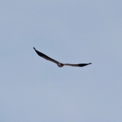 Haliaeetus leucogaster at Wallagoot, NSW - 31 May 2020