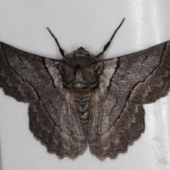 Hypobapta (genus) (A Geometer moth) at Lilli Pilli, NSW - 28 May 2020 by jb2602