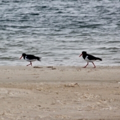 Haematopus longirostris (Australian Pied Oystercatcher) at Bournda Environment Education Centre - 31 May 2020 by RossMannell