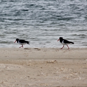 Haematopus longirostris at Wallagoot, NSW - 31 May 2020