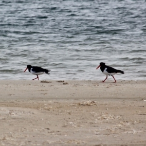 Haematopus longirostris at Wallagoot, NSW - suppressed