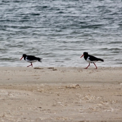 Haematopus longirostris (Australian Pied Oystercatcher) at Bournda Environment Education Centre - 31 May 2020 by RossMannell