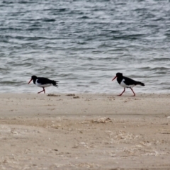 Haematopus longirostris (Australian Pied Oystercatcher) at Wallagoot, NSW - 31 May 2020 by RossMannell
