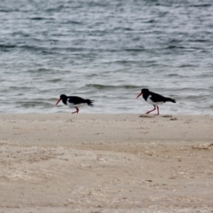 Haematopus longirostris at Wallagoot, NSW - suppressed