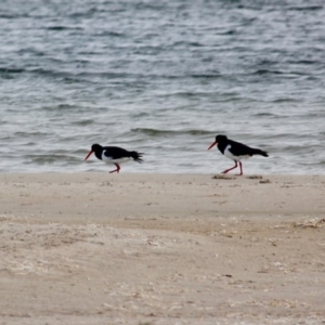 Haematopus longirostris at Wallagoot, NSW - 31 May 2020