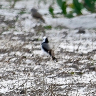 Epthianura albifrons (White-fronted Chat) at Wallagoot, NSW - 31 May 2020 by RossMannell