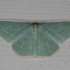 Chlorocoma dichloraria (Guenee's or Double-fringed Emerald) at Lilli Pilli, NSW - 28 May 2020 by jb2602