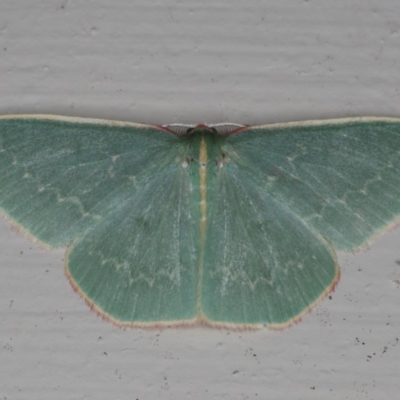 Chlorocoma dichloraria (Guenee's or Double-fringed Emerald) at Lilli Pilli, NSW - 28 May 2020 by jb2602